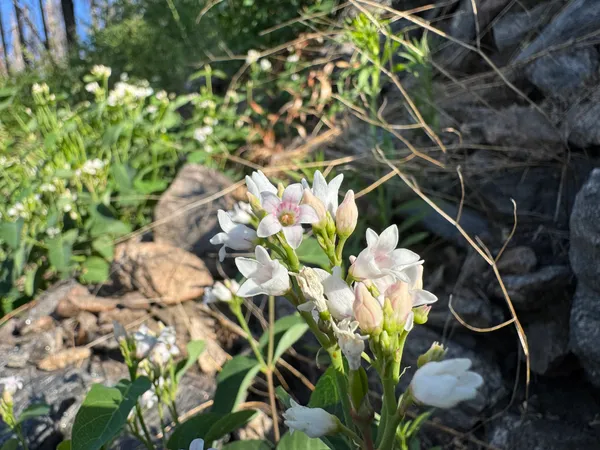 Spreading Dogbane