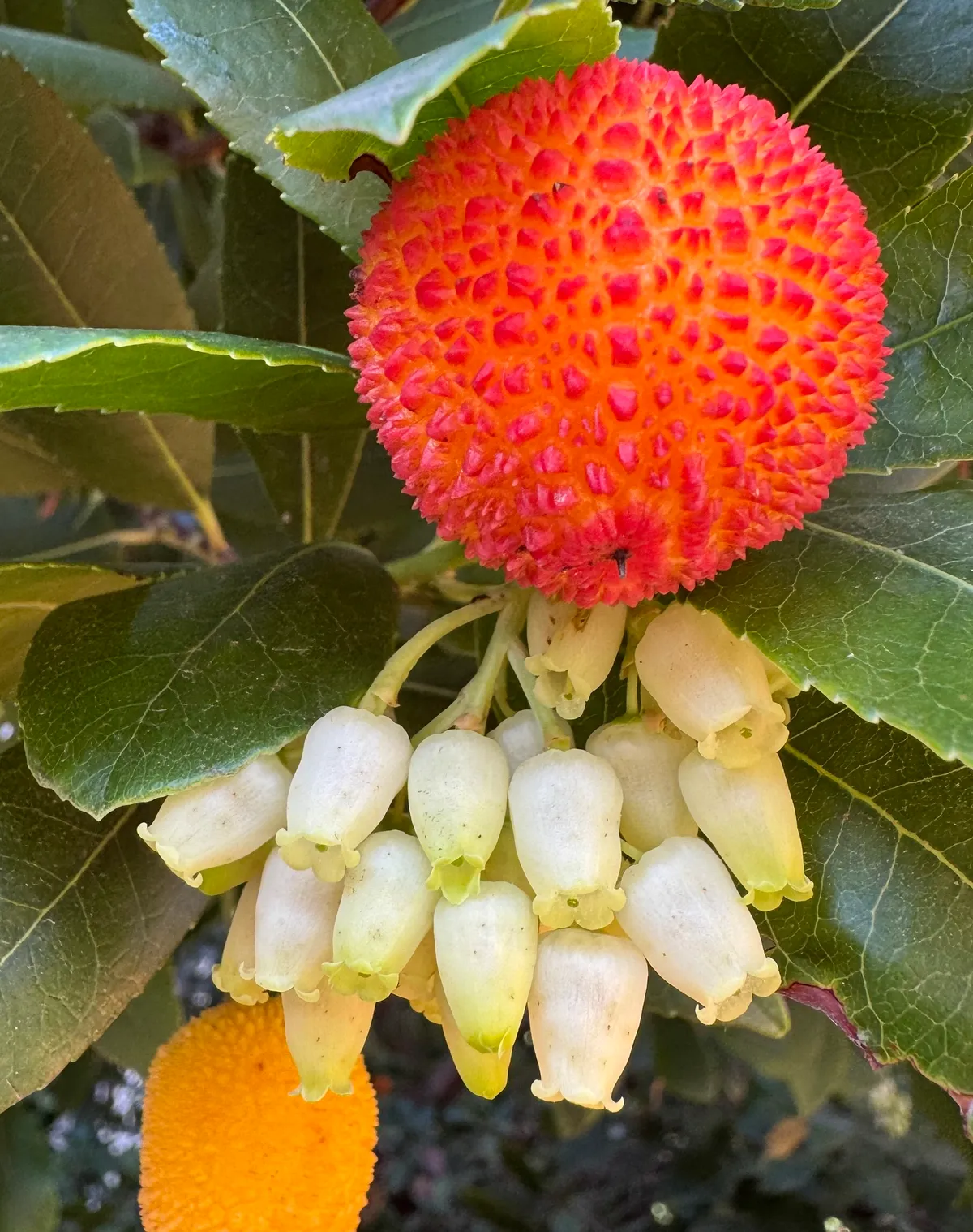 Strawberry Tree