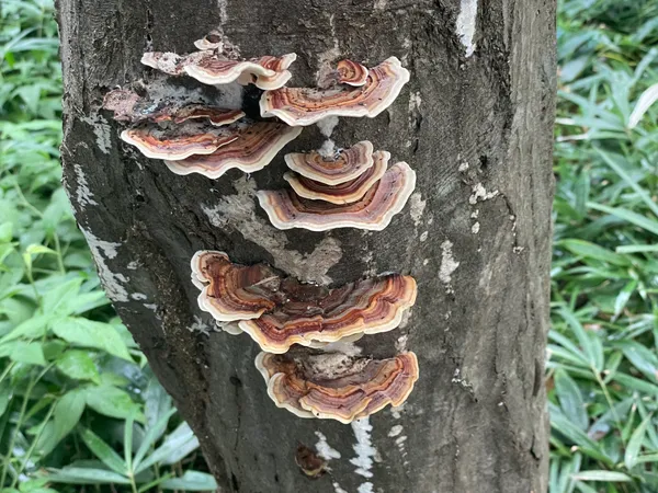 Bracket Fungi