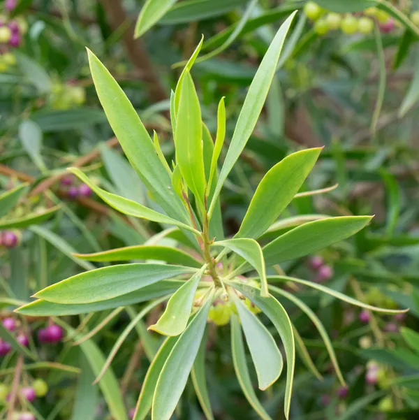Boobialla