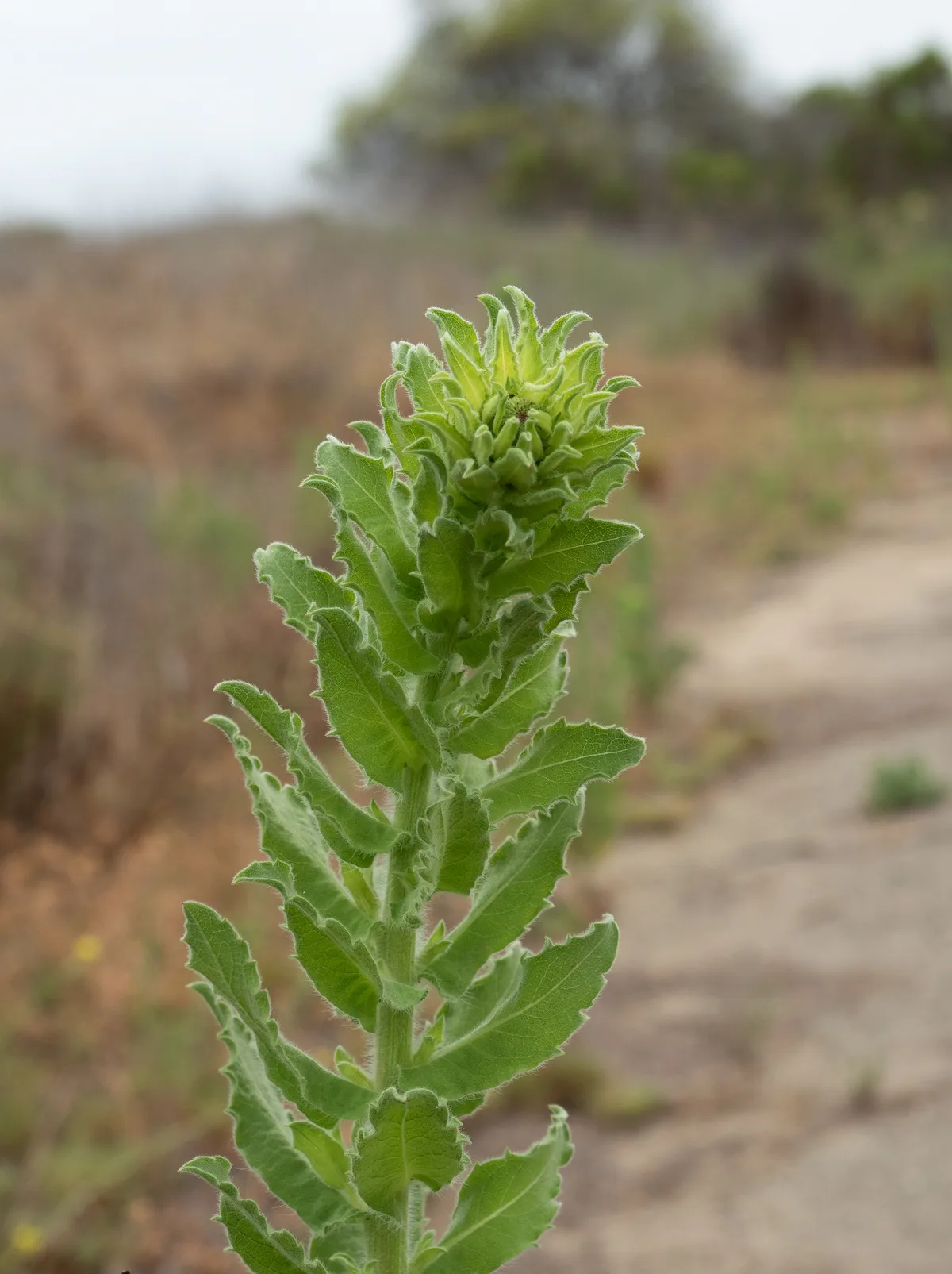 Telegraphweed