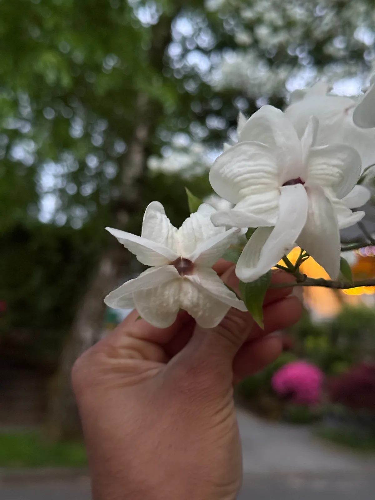 Kousa Dogwood