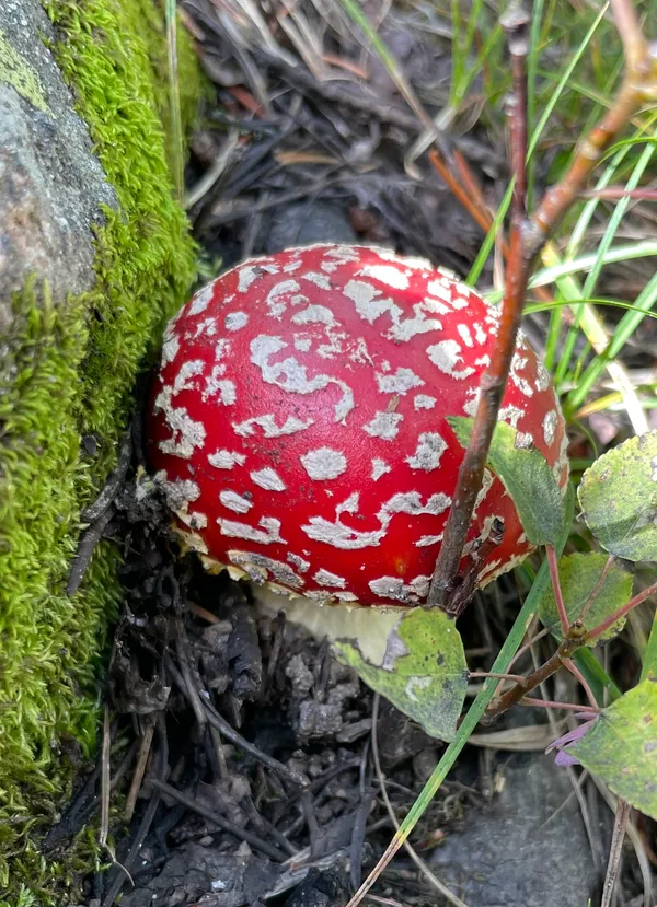 Fly Agaric