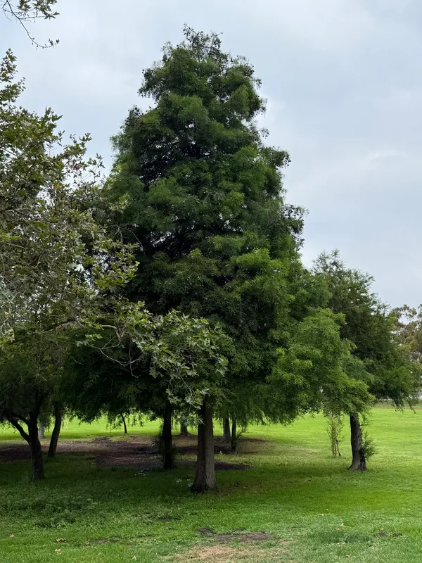 Conifers