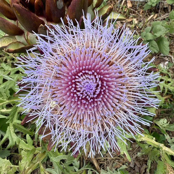Artichoke Thistle