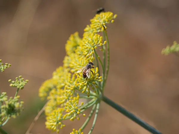 Fennel