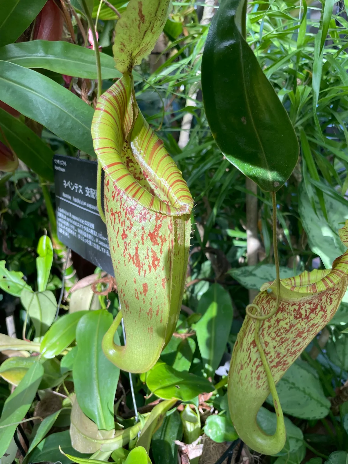 Tropical Pitcher Plants