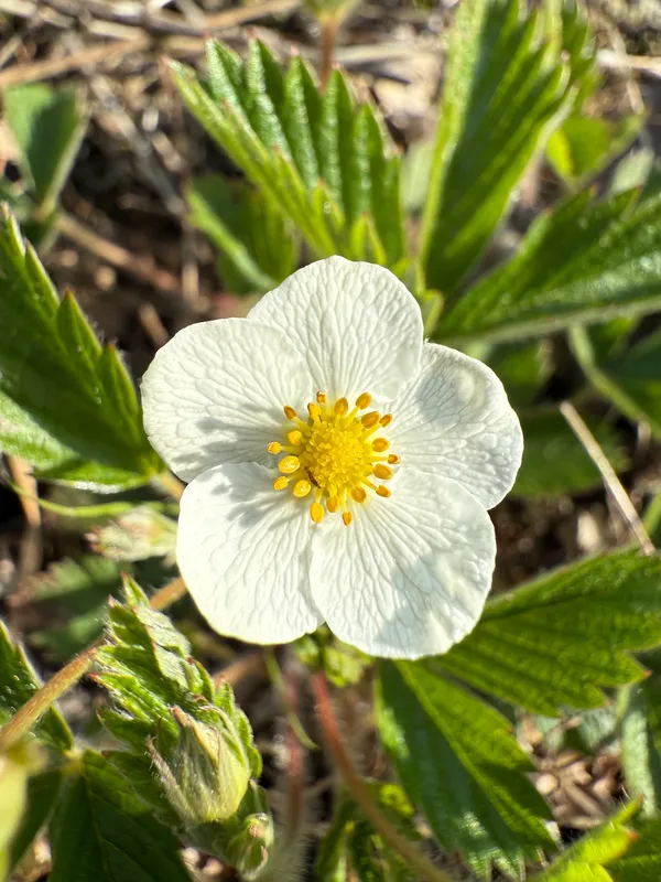 Woodland Strawberry