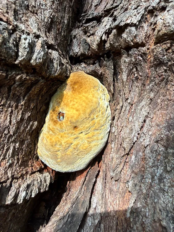 Mushrooms, Bracket Fungi, Puffballs, And Allies