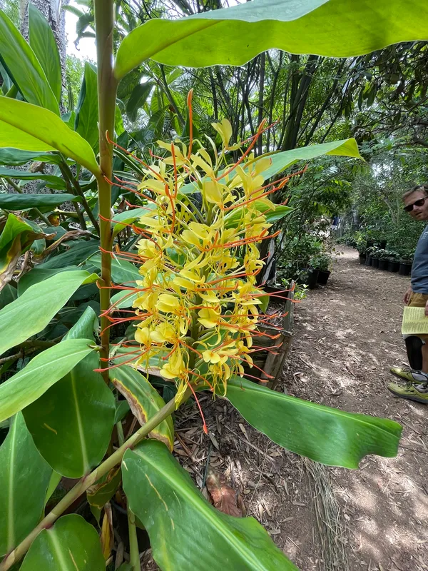 Kahili Ginger