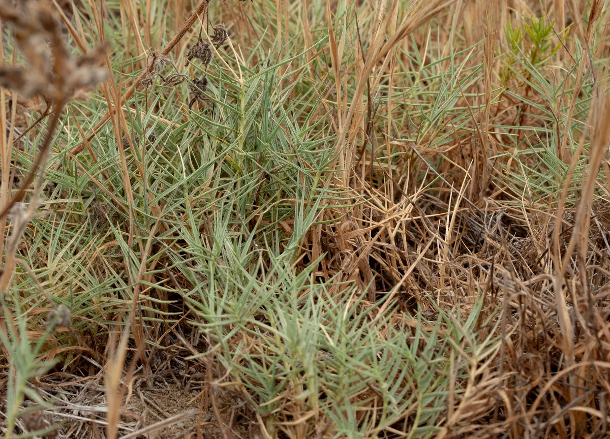 Saltgrass