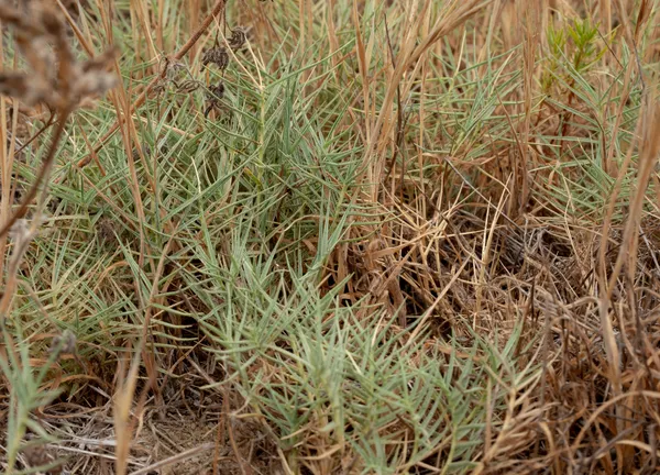 Saltgrass