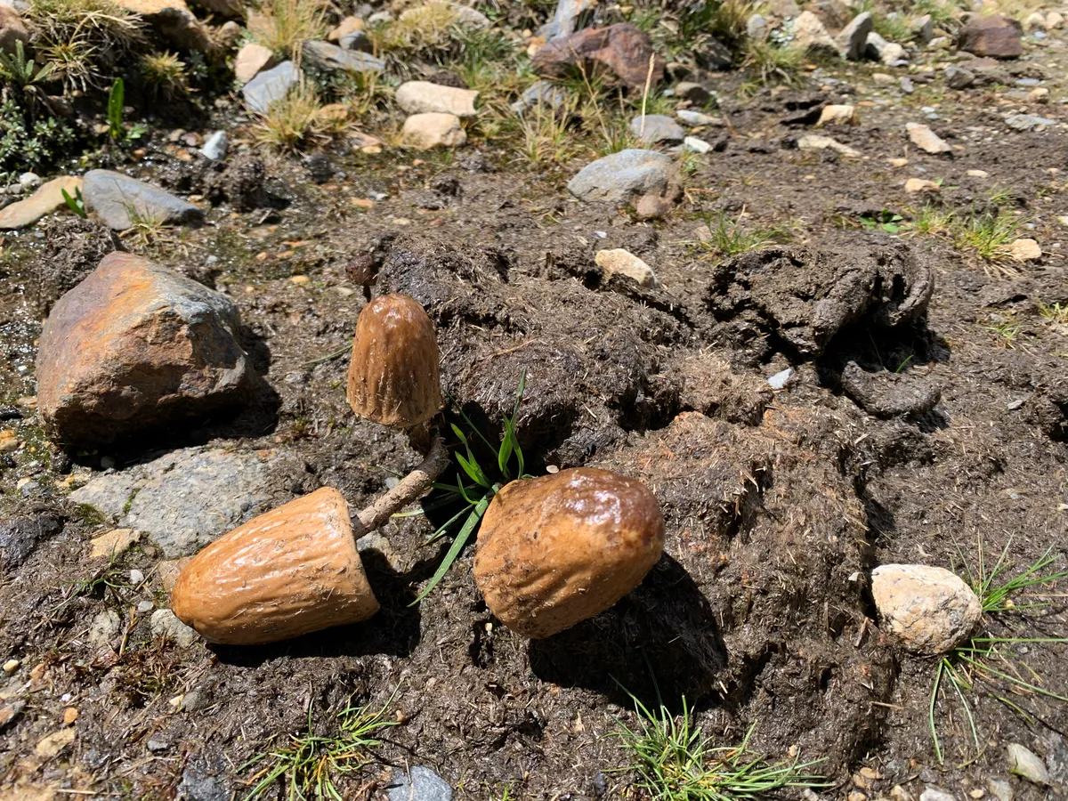 Shiny Mottlegill