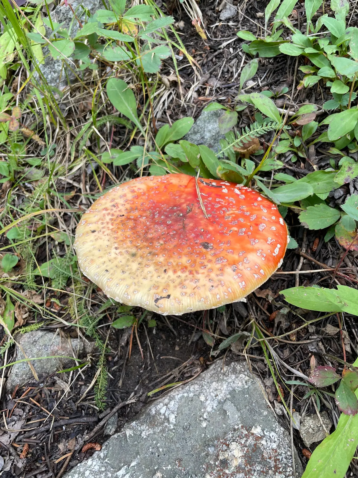 Fly Agaric