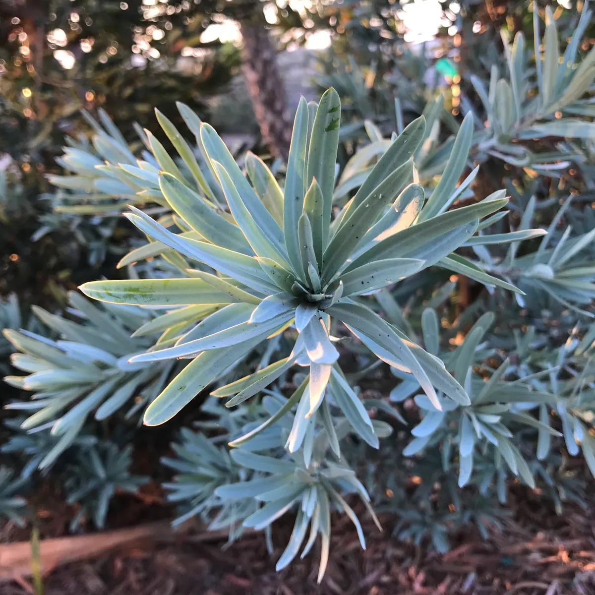 Plants