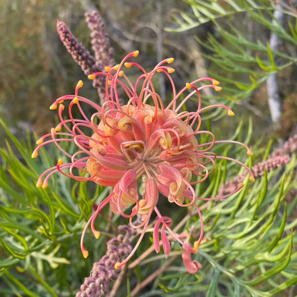 Grevilleas