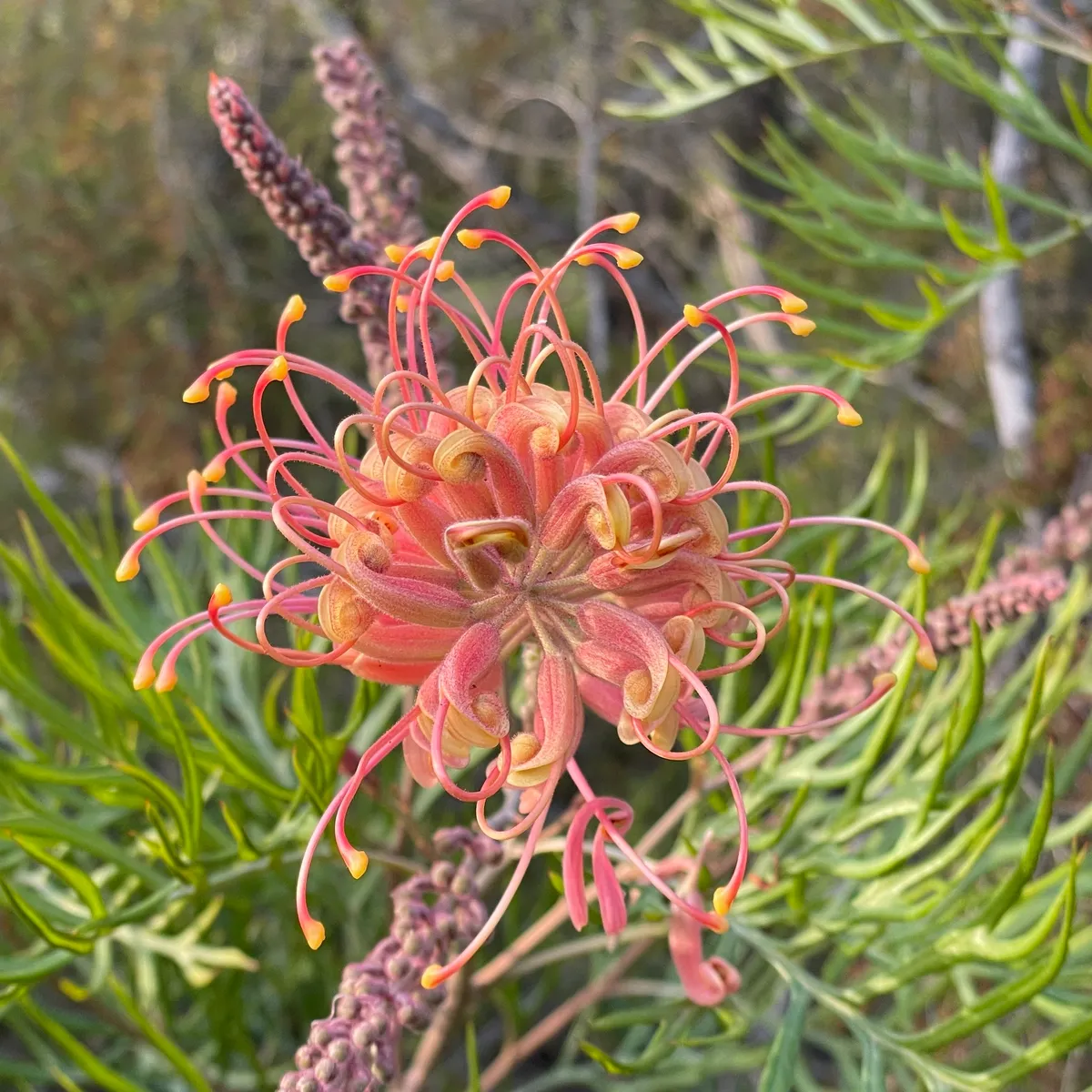 Grevilleas