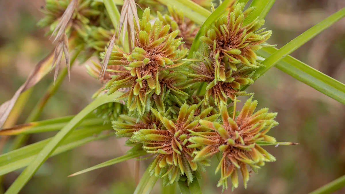 Tall Flatsedge