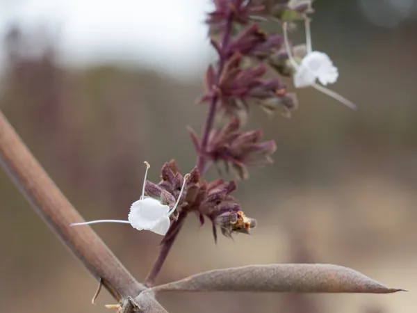 White Sage