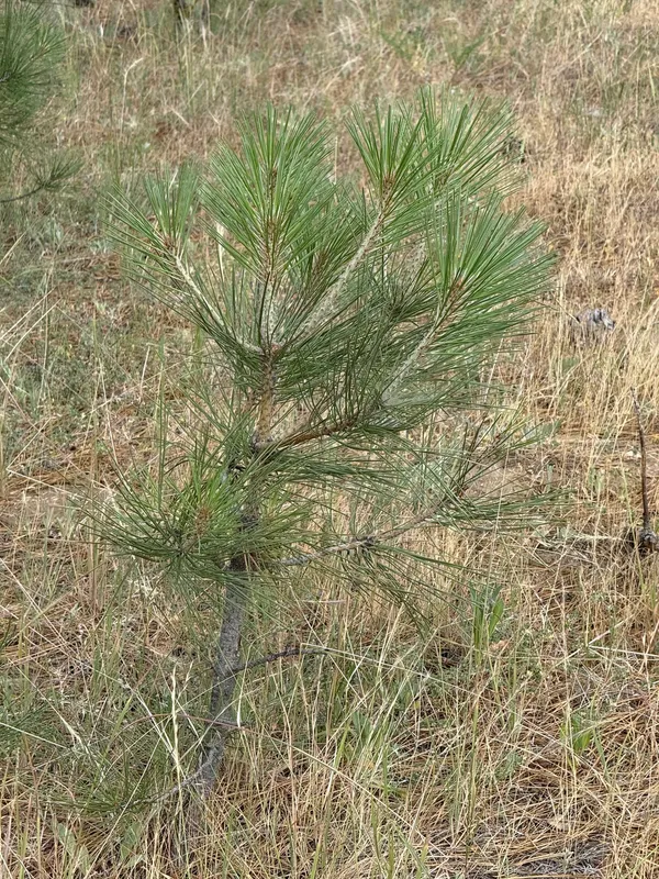 Pines