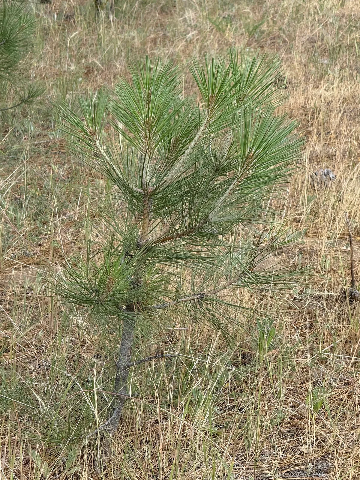 Pines