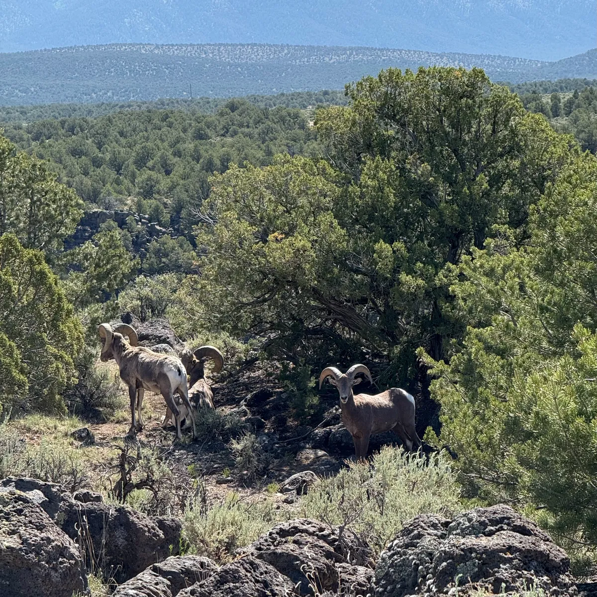 Bighorn Sheep