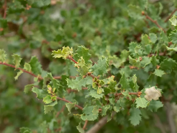 Nuttall's Scrub Oak