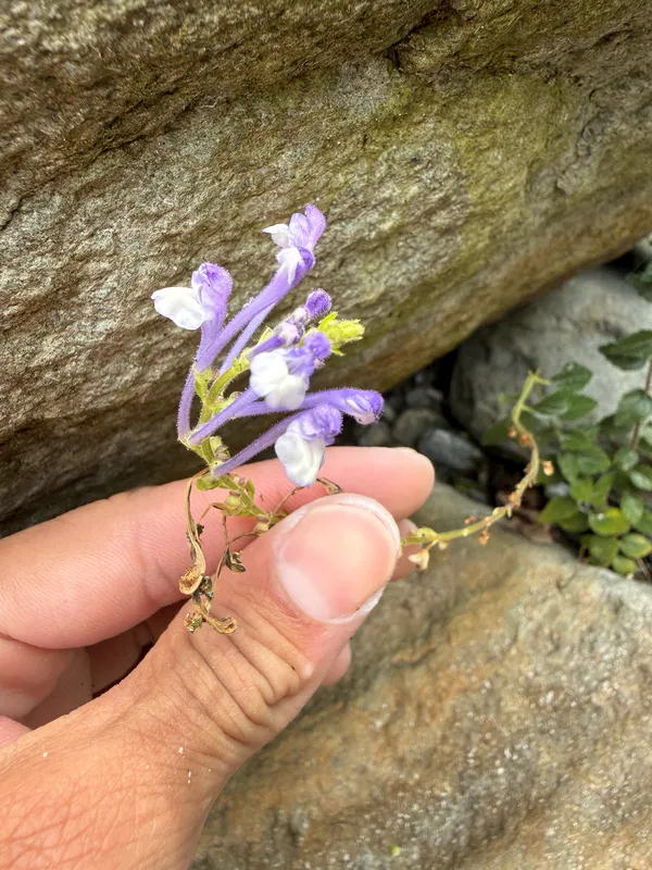 Scutellaria Tashiroi
