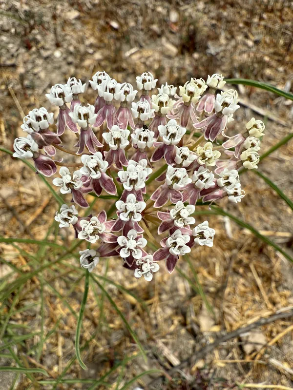 Narrowleaf Milkweed