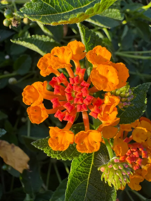 Lantanas