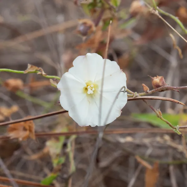 Coast Morning Glory