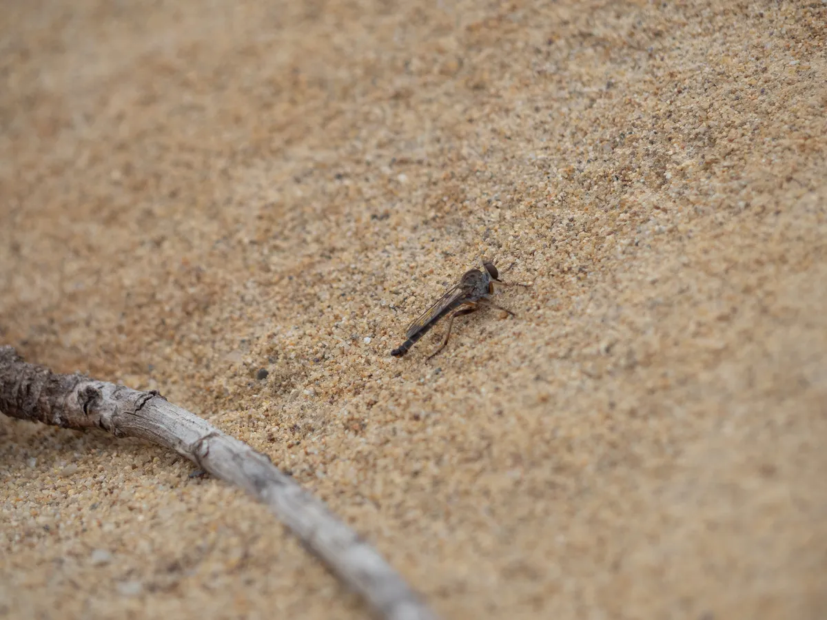 Asilinae