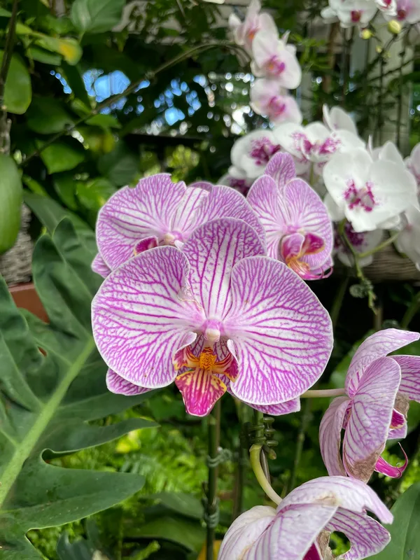 Orchids