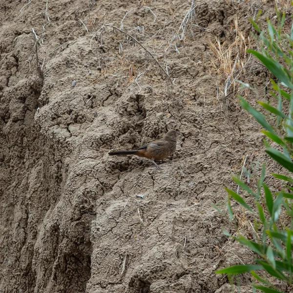 Ground Sparrows And Brown Towhees