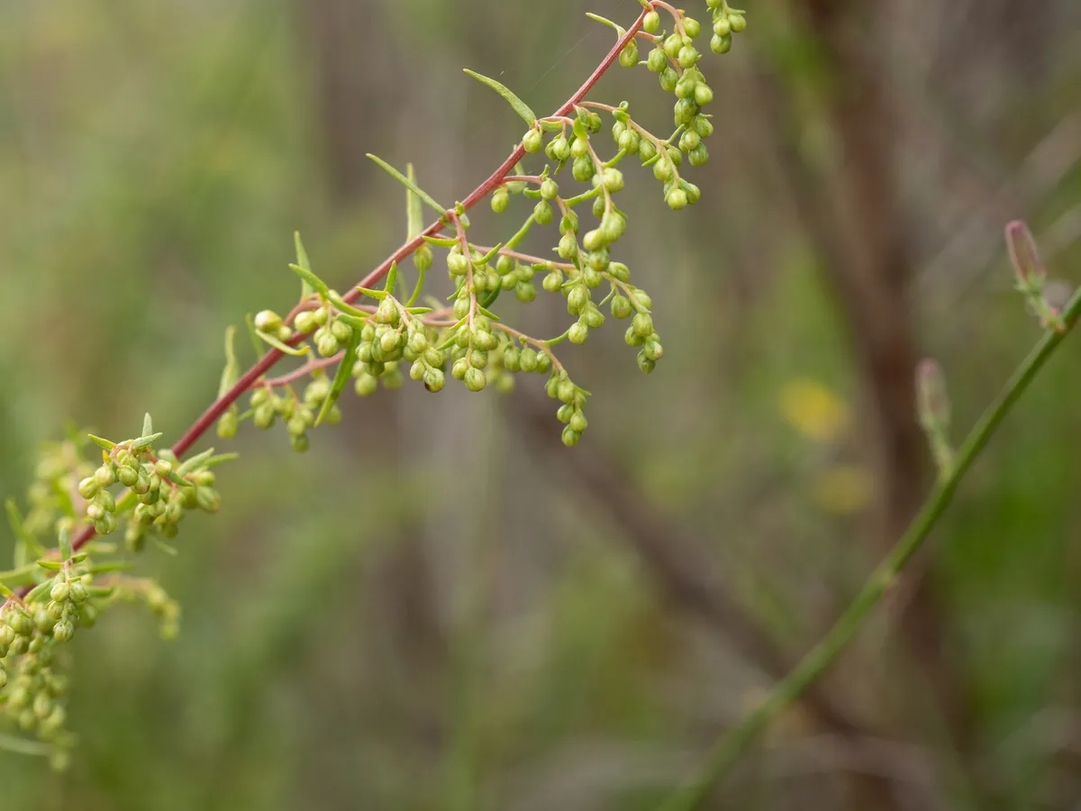 Wormwoods And Sagebrushes