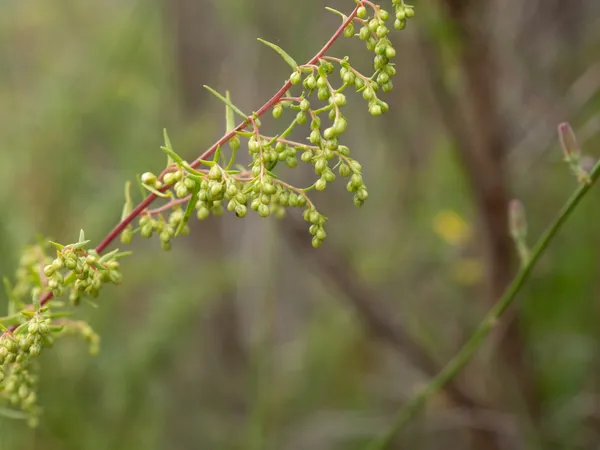 Wormwoods And Sagebrushes