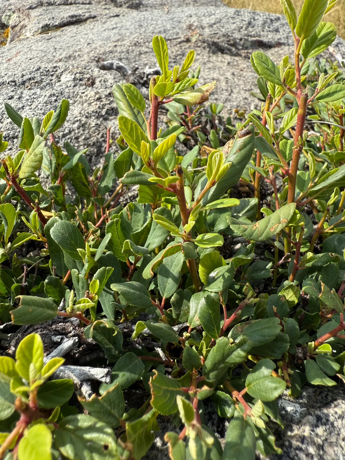 Coffeeberry