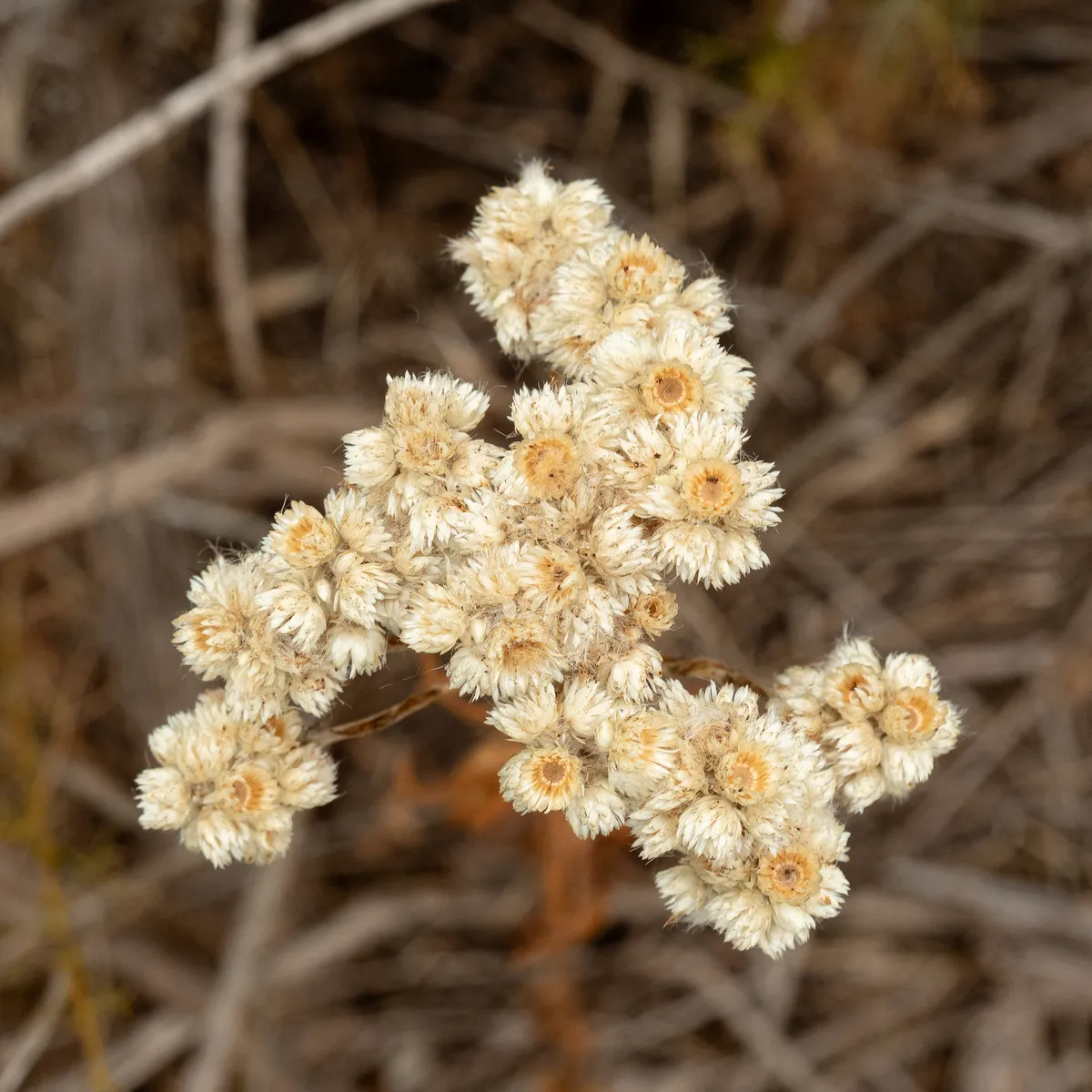 California Cudweed