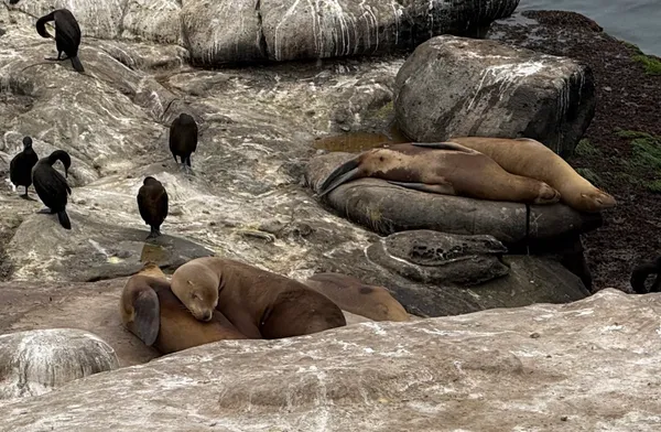 California Sea Lion