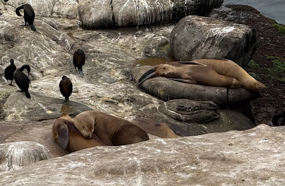 California Sea Lion