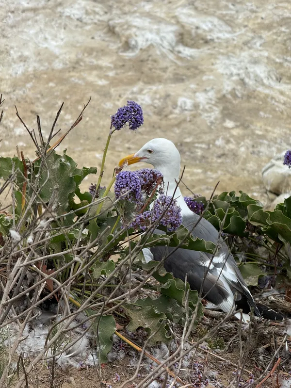 Western Gull