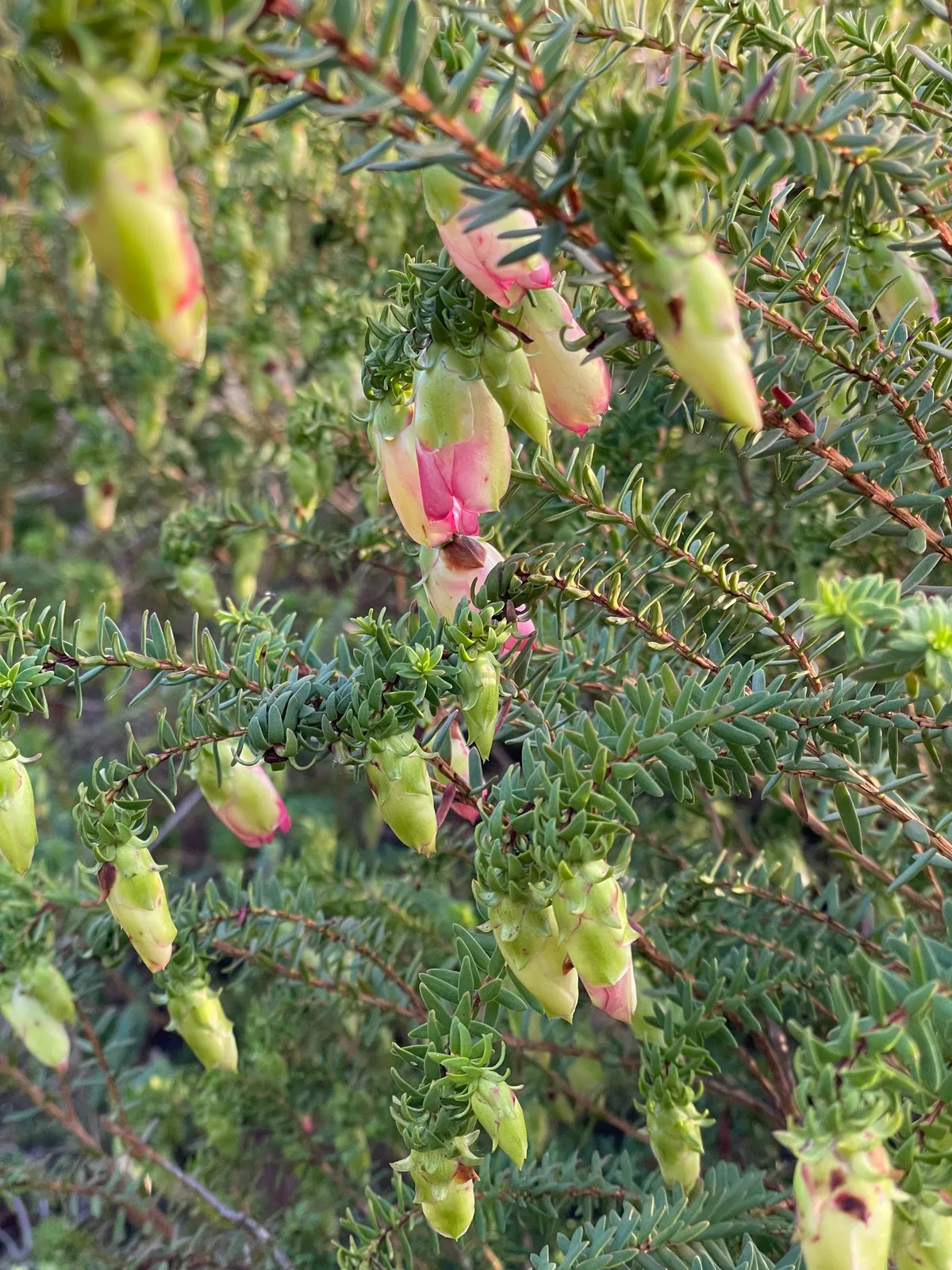 Plants