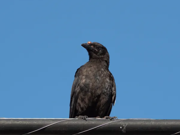 Avian Pox Viruses