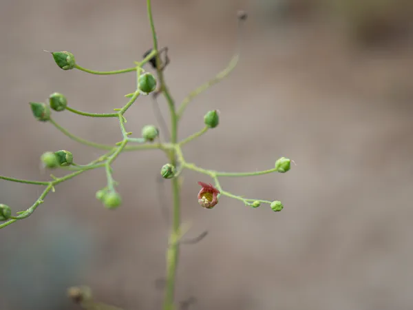 California Beeplant
