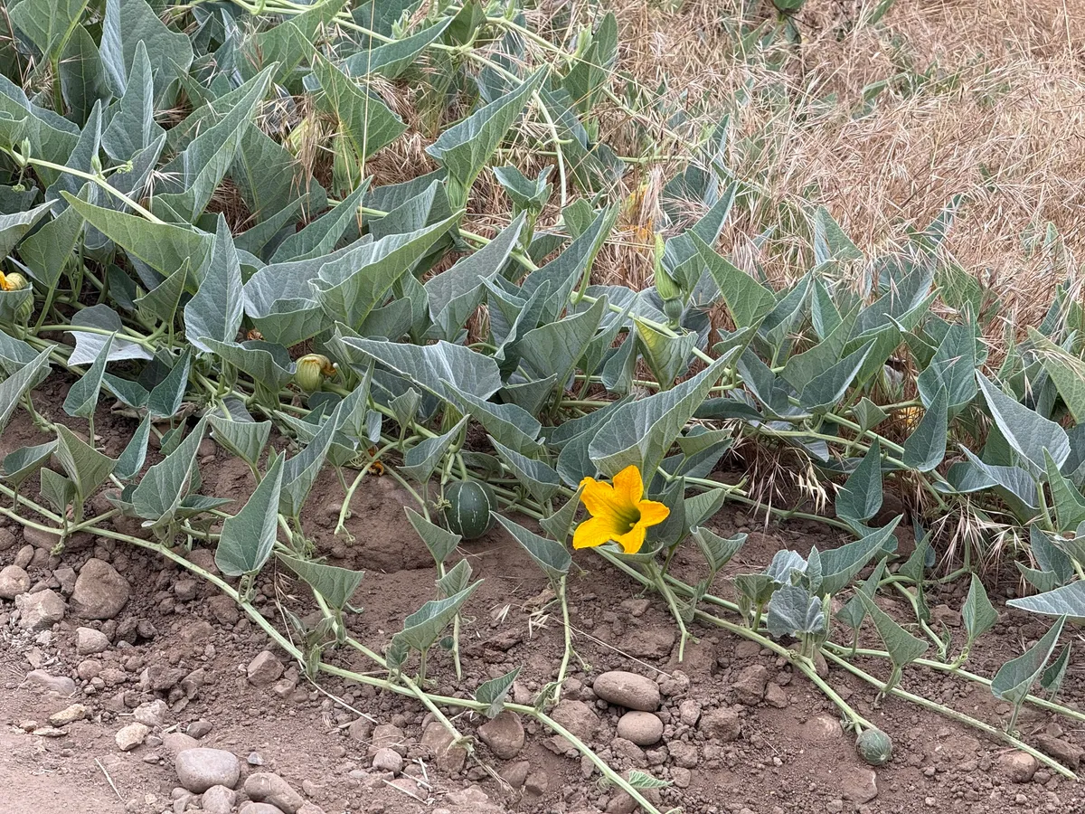 Buffalo Gourd
