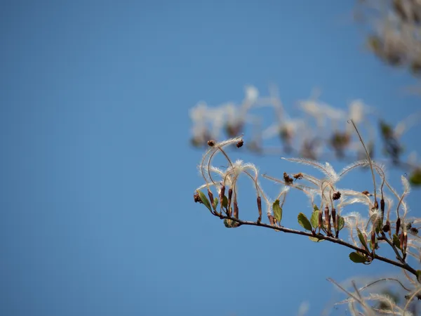 Smooth Mountain Mahogany