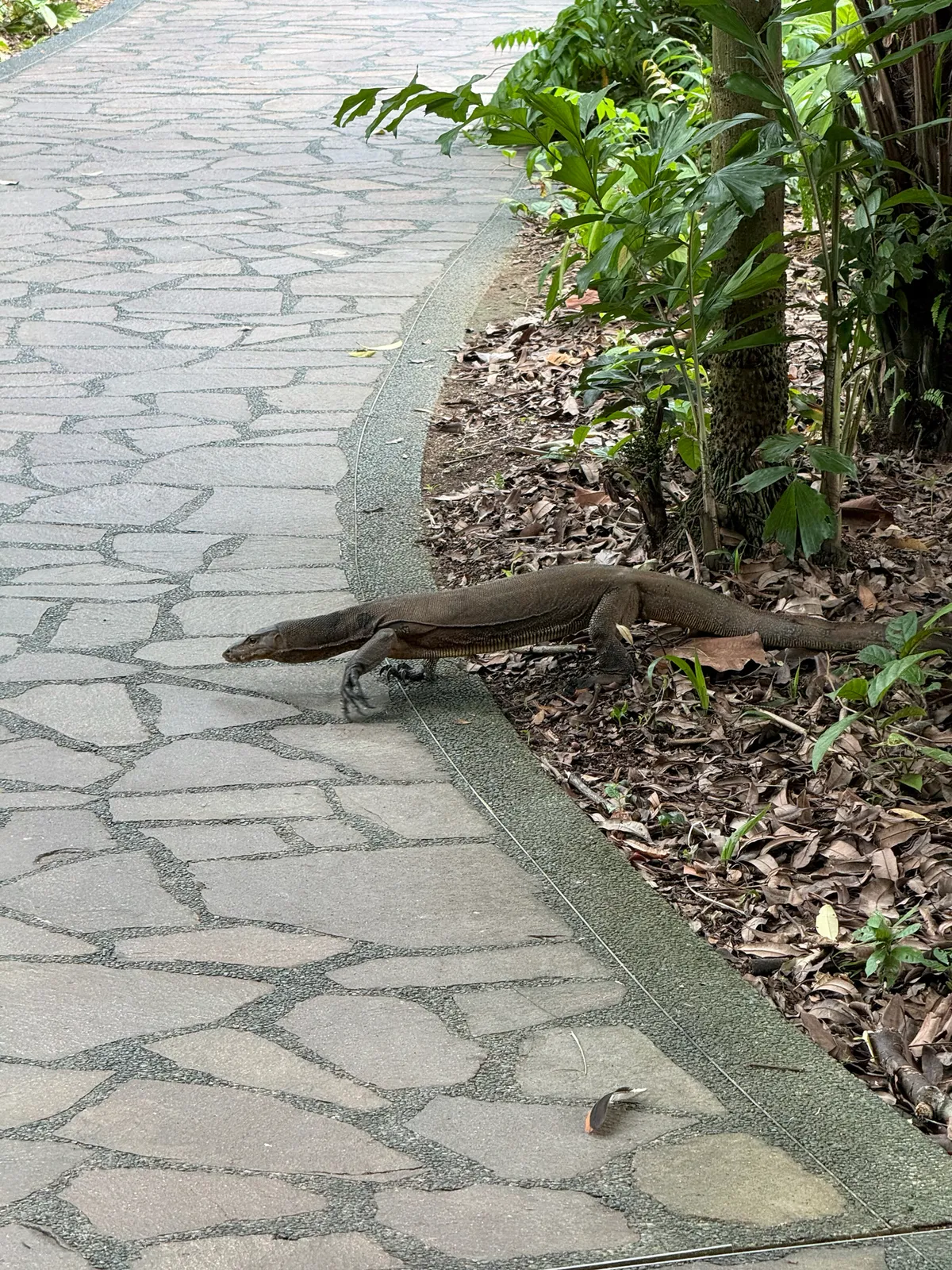 Indomalayan Water Monitor