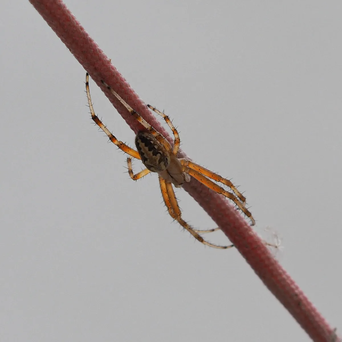 Western Spotted Orbweaver