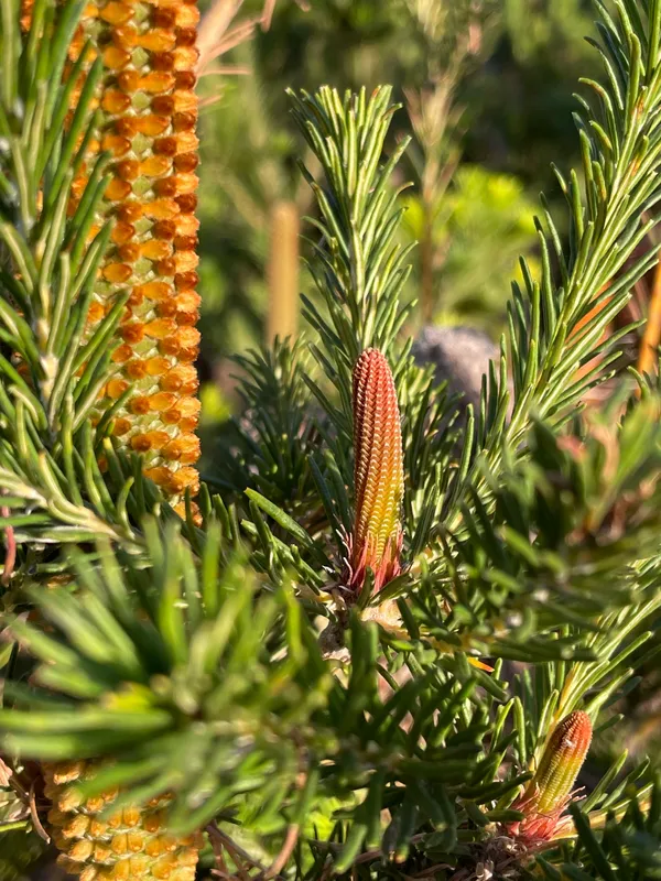 Plants