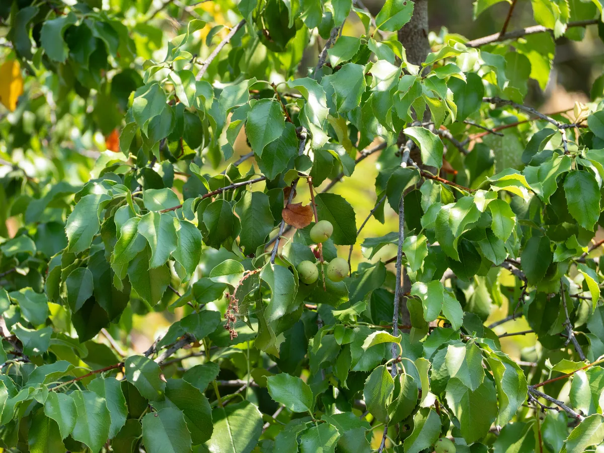 Hollyleaf Cherry